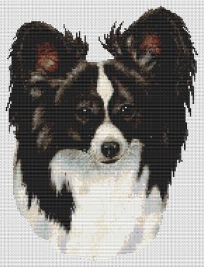 Black and White Papillon